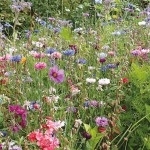 EUROFLOR Honey 1kg Seeds Mixture for Urban Meadows