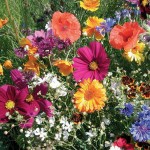EUROFLOR Rainbow Annuals 1kg Seeds Mixture for Urban Meadows