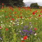 Σπόροι Μείγμα Rainbow Perennials 1kg Αστικά Λιβάδια EUROFLOR