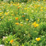 Σπόροι Μείγμα Rainbow Perennials 1kg Αστικά Λιβάδια EUROFLOR