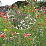 Σπόροι Μείγμα Tenor 1kg για Αστικά Λιβάδια EUROFLOR