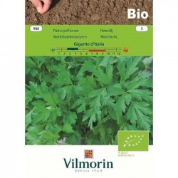 Parsley Bio Gigante d'Italia 980 Organic Seeds (Petroselinum crispum)