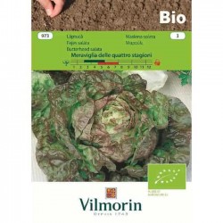 Lettuce Bio Meraviglia Delle Quattro Stagioni 973 Organic Seeds