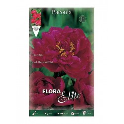 Πεόνια ή Παιώνια Karl Rosenfield Κόνδυλος - Βολβοί