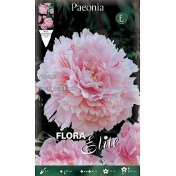 Πεόνια ή Παιώνια Sarah Bernhardt Κόνδυλος - Βολβοί