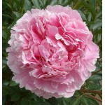 Peony Sarah Bernhardt Tuber - Spring Bulbs Rhizomes