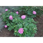 Peony Sarah Bernhardt Tuber - Spring Bulbs Rhizomes