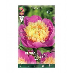 Πεόνια ή Παιώνια Birthday Κόνδυλος - Βολβοί