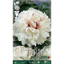Πεόνια ή Παιώνια Festiva maxima Κόνδυλος - Βολβοί