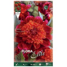 Dahlia Jive Hybrid Fuchsia Flowers - Anemone Type