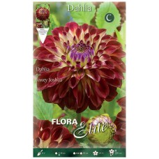 Dahlia Jowey Joshua Bicolor Bordeaux-Yellow Hybrid Tuberous