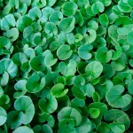 Kidney Weed 1kg (Dichondra repens) Ground Cover Seeds