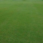 Ουγκάντα GOBI 1kg (Cynodon Dactylon 'Gobi') Σπόροι Γκαζόν