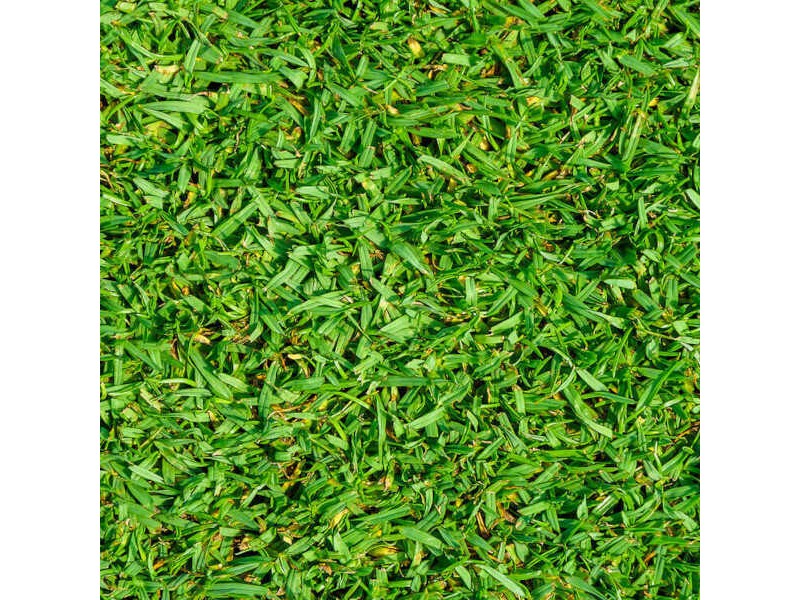 Graines De Gazon Kikuyu (Pennisetum Clandestinum) - Variété Whittet - Sachet De 100 Grammes - Pelouse Résistante Et Traçante
