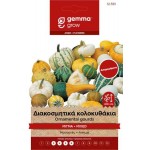 Decorative Zucchini Mix 2g Seeds Packet (Cucurbita pepo) - Seed for Zucchinis Decorative Zucchini Mix 2g Seeds Packet-Cucurbita pepo