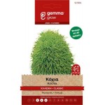 Summer Cypress 1g Seeds-Bassia scoparia f. trichophylla