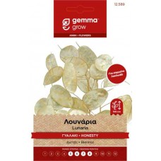 Annual Honesty 0.3g Seeds Packet (Lunaria annua)