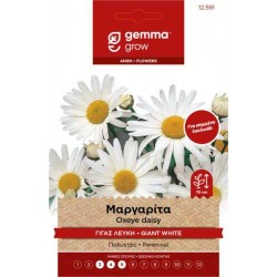 White Ox-Eye Daisy 0.3g Seeds-Chrysanthemum leucanthemum