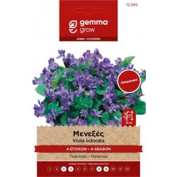 Sweet Violet 0.2g Seeds Packet (Viola odorata)