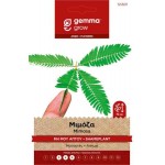 Shameplant 1g Seeds Packet (Mimosa pudica) - Seed for Shameplants Shameplant 1g Seeds Packet (Mimosa pudica)