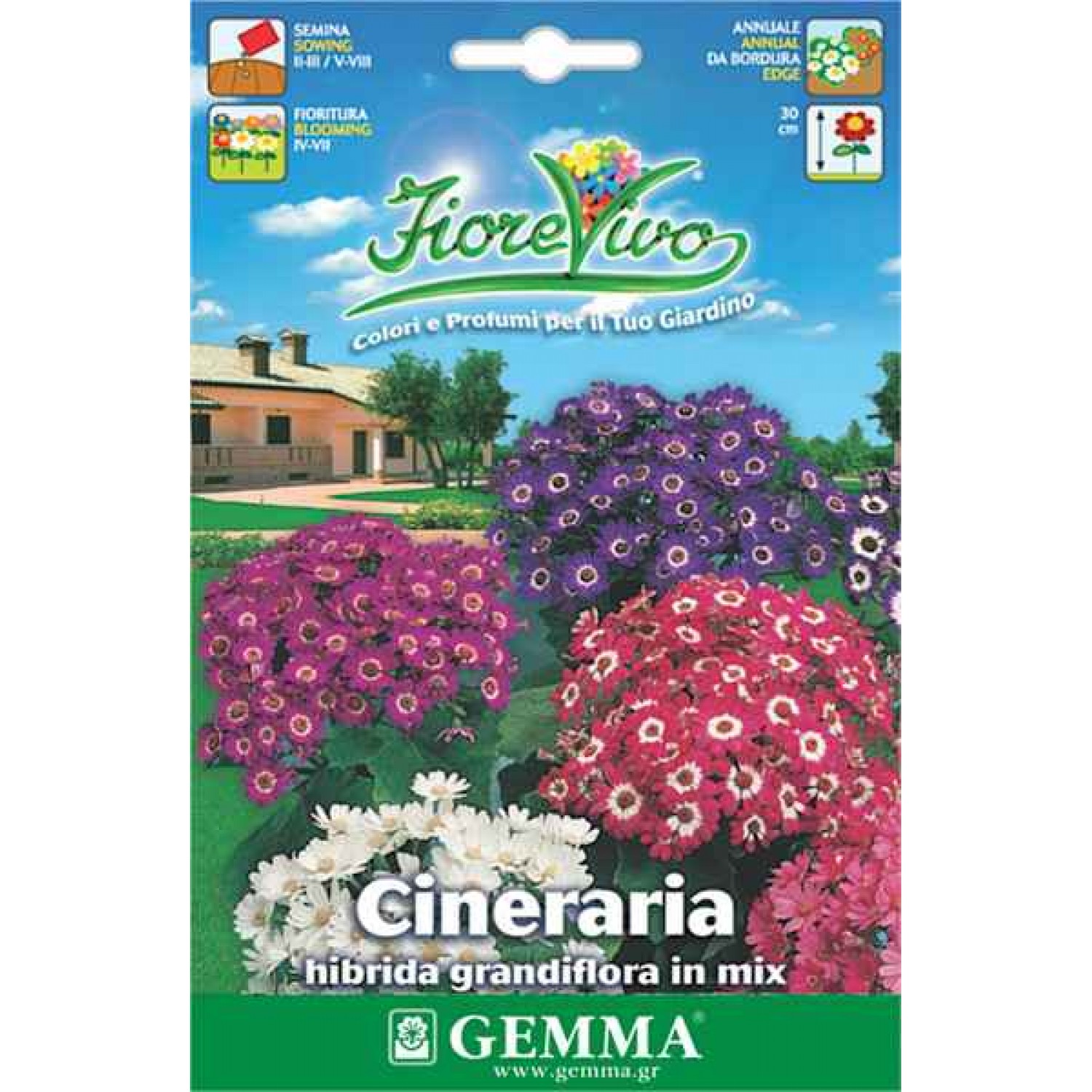 Cineraria Hybrid Mix 0.01g Seeds Packet (Senecio cruentus) - Seed for Cinerarias Cineraria Hybrid 0.01g Seeds Packet (Senecio cruentus)
