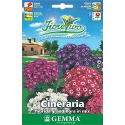 Cineraria Hybrid Mix 0.01g Seeds Packet (Senecio cruentus) - Seed for Cinerarias Cineraria Hybrid 0.01g Seeds Packet (Senecio cruentus)