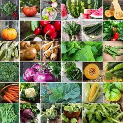 Organic Seeds