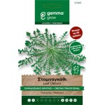 Σταμναγκάθι Κρητικό Παραδοσιακό 2g Σπόροι Φακελάκι (Cichorium intybus 'Cretan') Σταμναγκάθι Κρητικό Παραδοσιακό 2g Σπόροι Φακελάκι