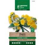 Ζωχός ή Ζοχός Κλασικός 0,3g Σπόροι (Sonchus oleraceus)