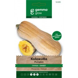 Butternut Pumpkin Seeds 1.2g Packet (Cucurbita moschata 'Butternut') - Squashes Seed in Packets Butternut Pumpkin Seeds 1.2g Packet (Cucurbita moschata)
