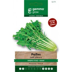 Catalogna Gigante Chioggia Chicory Seeds 10g Packet (Chichorium intybus 'Catalogna Gigante di Chioggia') Catalogna Gigante Chioggia Chicory Seeds 10g Packet