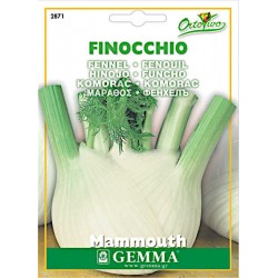 Giant Fennel Seeds 7g (Foeniculum vulgare 'Mammouth')