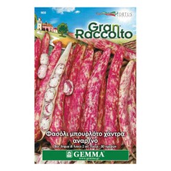 Climbing Bean 'Firetongue 2' Seeds 65g (Phaseolus vulgaris 'Firetongue 2') Climbing Bean 'Firetongue 2' Seeds 65g