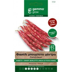Borlotto Lingua Fuoco Nano French Bean Seeds 30g Packet (Phaseolus vulgaris 'Borlotto Lingua Di Fuoco Nano') Borlotto Lingua Fuoco Nano French Bean Seeds 30g Packet