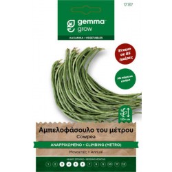 Black-Eyed-Pea Un Metro Grano Rosato Seeds 10g Packet (Vigna unguiculata 'Un Metro Grano Rosato') Vigna unguiculata 'Un Metro Grano Rosato' Seeds 10g