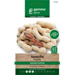 Αραχίδα-Αράπικο Φιστίκι 10g Σπόροι-Arachis hypogaea Runner