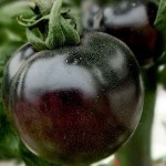 Noire de Crimea Tomato Seeds 0,1g (Solanum lycopersicum)