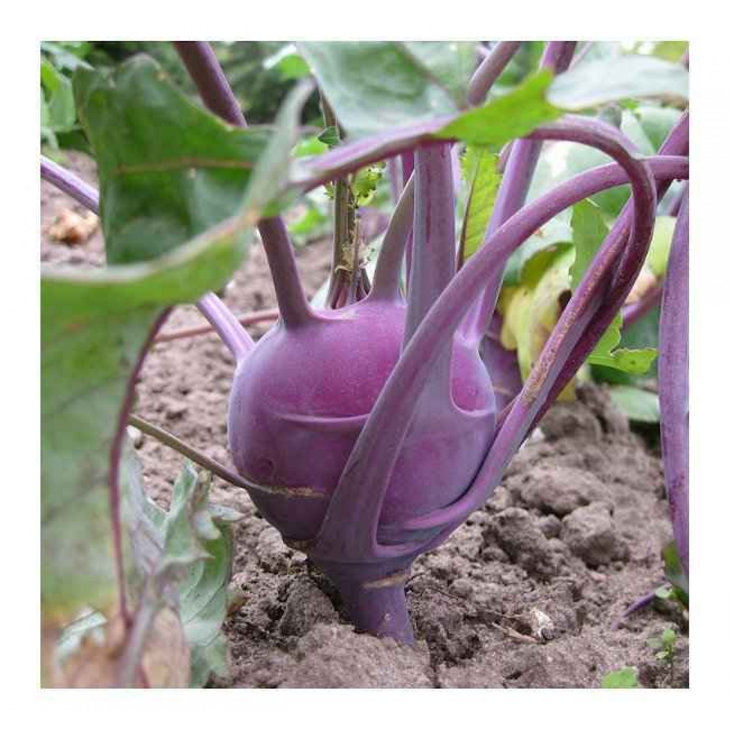 Purple Vienna Kohlrabi Commercial | Seeds | Kipogeorgiki