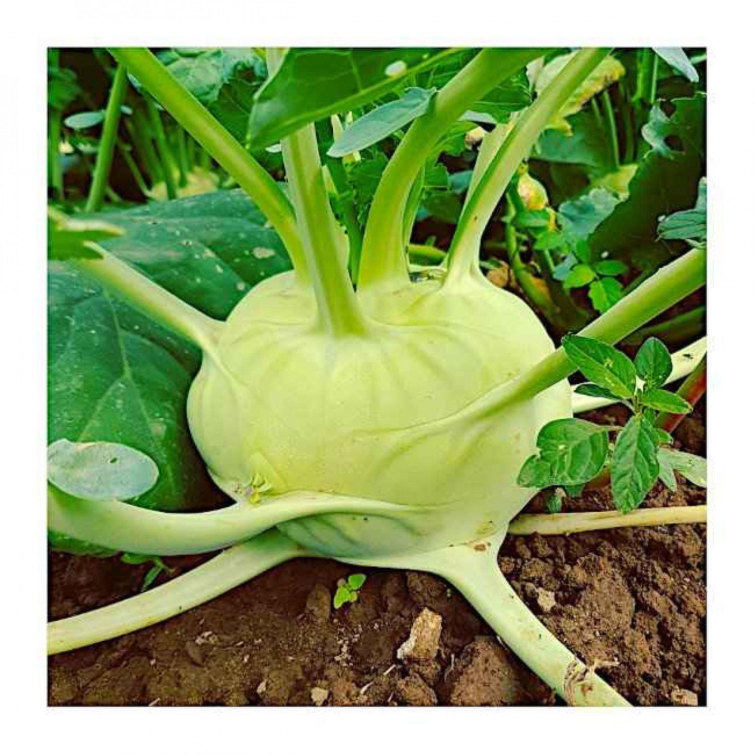 Σπόρος Γογγύλι Λευκό White Vienna | Σπόροι | Κηπογεωργική