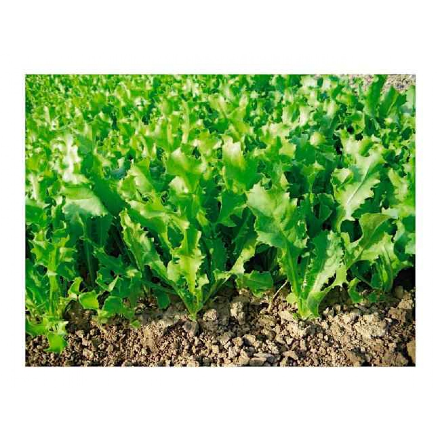 Σπόρος Αντίδι Pancaliere Μίας Κοπής Κοντό | Σπόροι | Κηπογεωργική