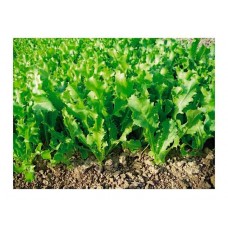 Σπόρος Αντίδι Pancaliere Μίας Κοπής Κοντό | Σπόροι | Κηπογεωργική