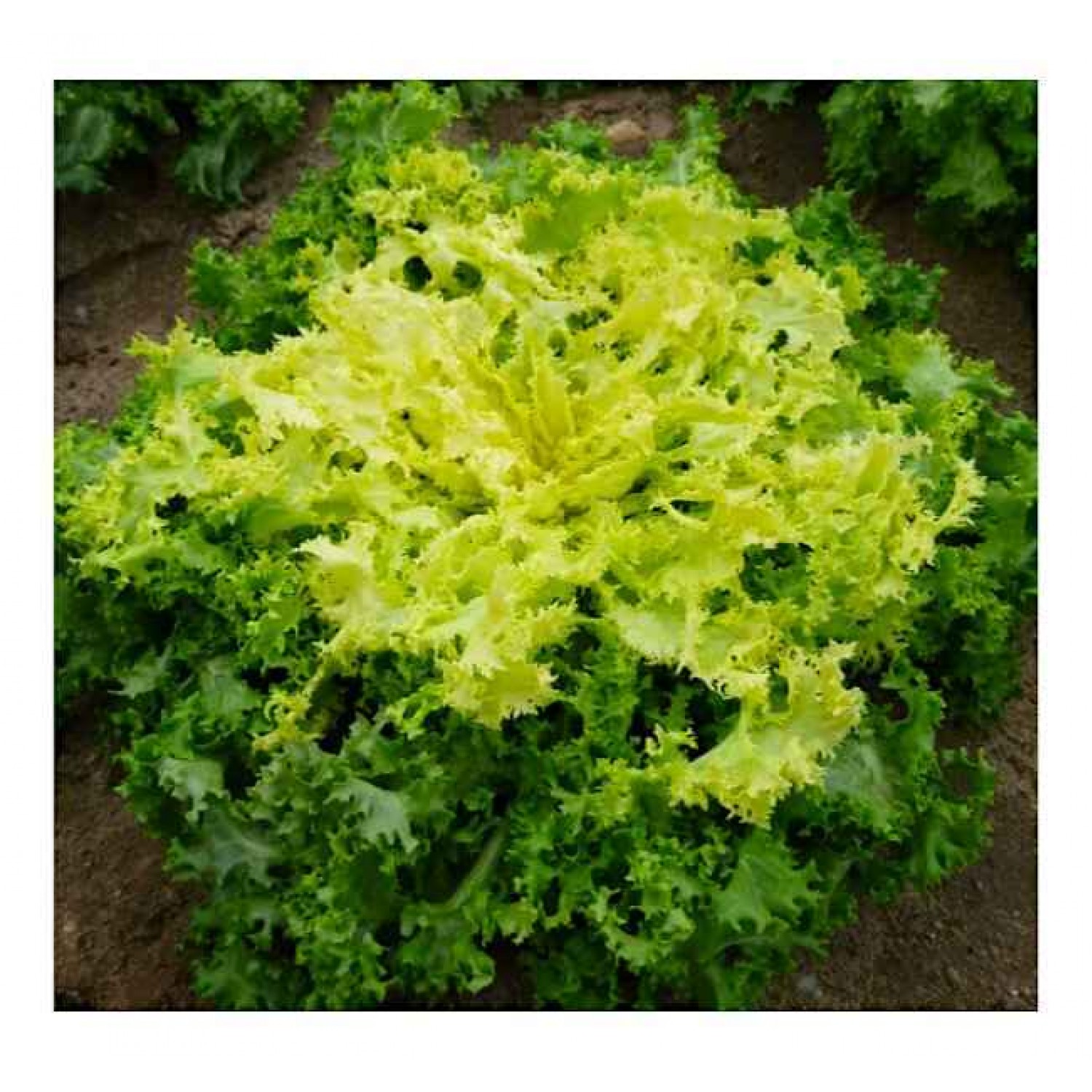 Ruffec Endive Commercial Seeds Ruffec Endive Commercial Seeds | Seeds | Kipogeorgiki