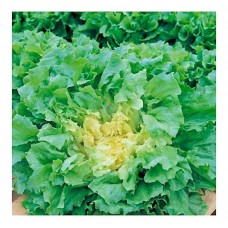 Σπόρος Αντίδι Scarola Gigante Κοντό | Σπόροι | Κηπογεωργική