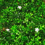 Διακοσμητικές Φυλλωσιές Γιασεμί Πλακίδιο Κουμπωτό 50x50cm