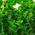 Διακοσμητικές Φυλλωσιές Γιασεμί Πλακίδιο Κουμπωτό 50x50cm