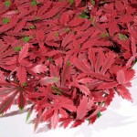 Vertical Garden 50x50cm Decorative Foliage Panel 