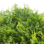 Πλακίδιο Φυλλωσιάς Τοίχου ΦΤΕΡΗ Premium 50x50cm Συνθετικό - Τεχνητός Κάθετος Κήπος-Συνθετικές Φυλλωσιές