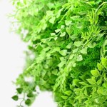 Πλακίδιο Φυλλωσιάς Τοίχου ΦΤΕΡΗ Premium 50x50cm Συνθετικό - Τεχνητός Κάθετος Κήπος-Συνθετικές Φυλλωσιές