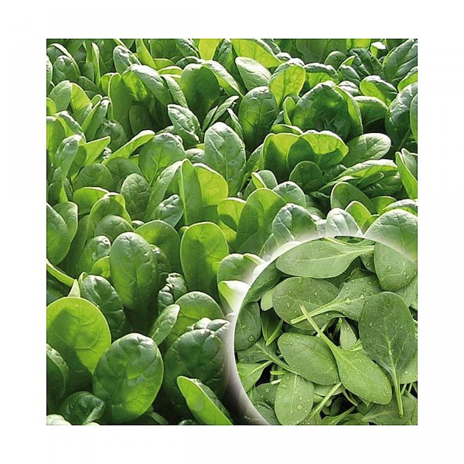 Υβρίδιο Σπανάκι Power F1 Σπόρος σε Κάδο | kipogeorgiki.gr