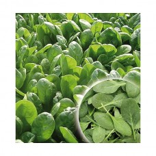 Υβρίδιο Σπανάκι Power F1 Σπόρος σε Κάδο | kipogeorgiki.gr